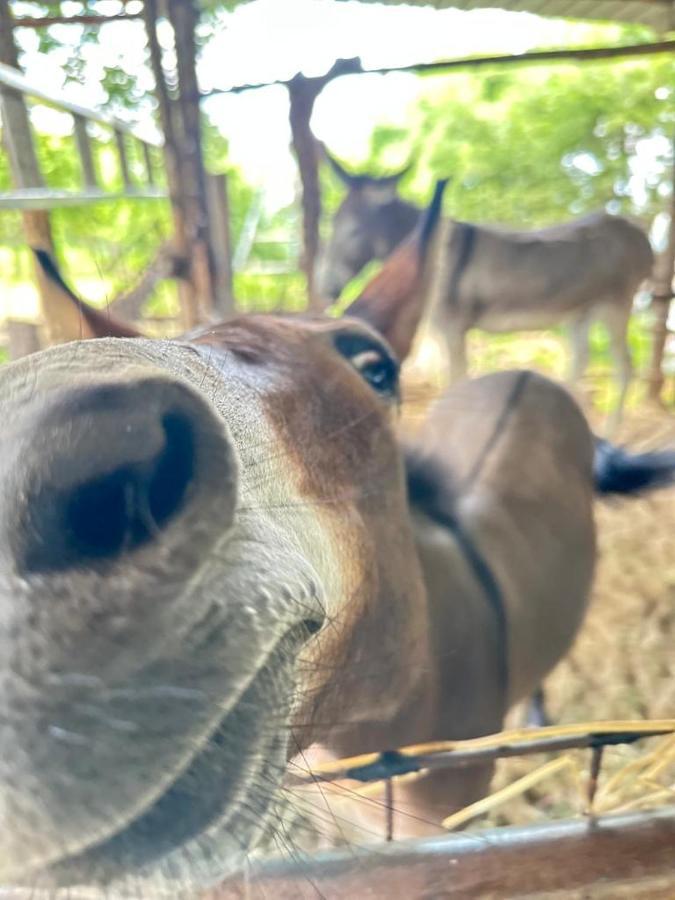ホテル Habitat Eco Farm ソレント エクステリア 写真